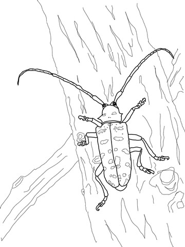 Asian Longhorned Beetle Coloring Page